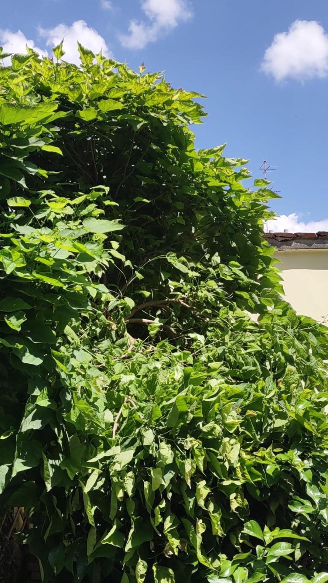 Movie Star Apartment With Garden Florenţa Exterior foto